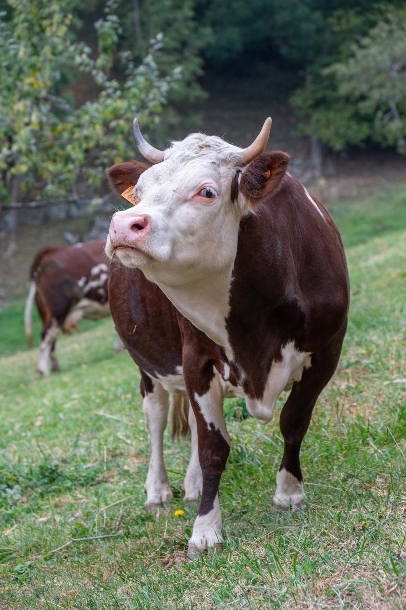טורניון Agriturismo La Clochette מראה חיצוני תמונה